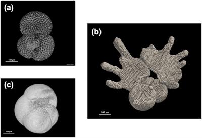 µ-Computed tomographic data of fossil planktonic foraminifera from the western Pacific Ocean: a dataset concerning two biostratigraphic events during the Early Pleistocene